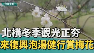 觀光 旅遊|來復興泡湯健行賞梅花 北橫冬季觀光正夯