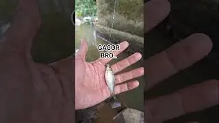 Microfishing #lungamancing #shorts
