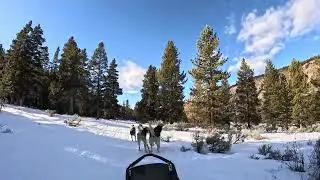Dog Sledding outside West Yellowstone 1/18/2026