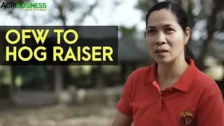 Backyard Hog Raising Success Story: OFW to Hog Raiser | Agribusiness B-MEG Episode 13