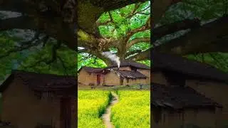 Forest Life | House In Forest | Nature 4k Videos | Old Chinese Houses | Short Videos