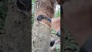 rubber tree tapping #nature #agriculture #hindi #assam #india