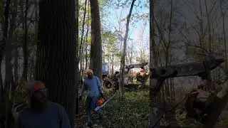 The BEST logging and tree cutting action from this week. #chainsaw  #machine #action