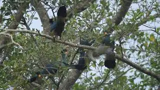 Six Great Blue Turacos and an African Green Pigeon in a fruiting Fig tree in Uganda