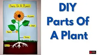 Parts Of A Plant | Parts Of A Plant School Project | DIY Parts Of A Plant Model