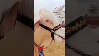 Most Beautiful Bulls of the Year 2025 | Giant Bulls #shorts #viralshorts