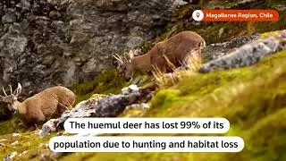 Rare endangered deer spotted in southern Patagonia | REUTERS