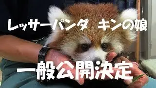 レッサーパンダ一般公開決定