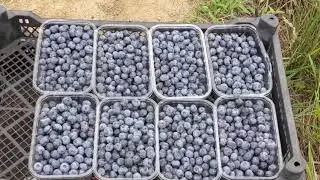 Blueberry in Georgia is replacing tea and is the most profitable berry subsidised by government