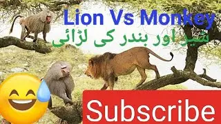 lion vs monkey real fight | sher aur bandar ki ladai @Ch.ImranAli786