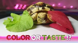 Red vs Green: What Color Will Our Tortoise Nousha Choose? 🐢🌈 | Fun Pet Experiment