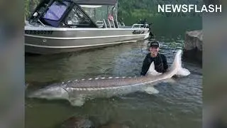 Canadian Teen Catches 9 Foot Fish In Fraser River