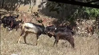 TWO MALE GOATS FIGHTING