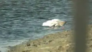 Go&eacute;land railleur Slender-belled Gull Larus genei