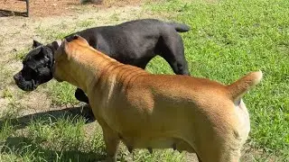 Huge Female Cane Corso Gives FIRM correction