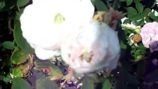 Madame Hardy rose