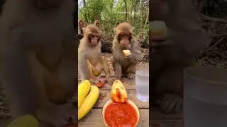 Monkey vibes all day! 🇺🇸🇬🇧  #MonkeyVibes #FunnyMonkey #CuteMonkey #MonkeyVideo #FunnyAnimals #Comedy