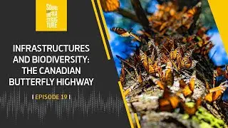 Infrastructures and Biodiversity: The Canadian Butterfly Highway | Episode 19 | Podcast | Ferrovial