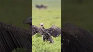 Vultures Pee on Their Legs to Stay Cool! #WeirdNature #VultureFacts