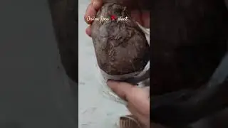 Unboxing Rose plant