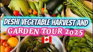 DESHI VEGETABLE HARVEST AND GARDEN TOUR 2025 🇨🇦 / Shoker Bagan Canada / harvesting in September2025