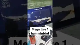 G&eacute;ant Catfish vs Humminbird Mega live 1 #fishing #silure #humminbird #tanavicomcrew
