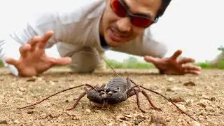 Giant Whip Scorpion
