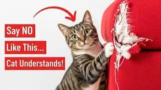 This Is How to Tell Your Cat &lsquo;NO&rsquo;&mdash;And They&rsquo;ll Understand