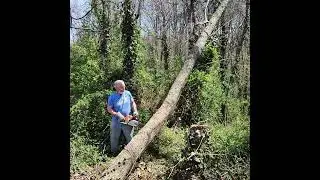 Battle at winded tree