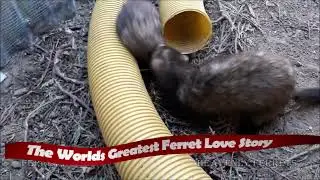 FERRET &hearts;LOVE&hearts; Happy Sound