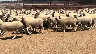 Norrie ewe lambs 2026 second draft