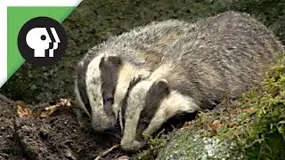 Female Badger Looks for Love | Nature on PBS