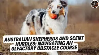 Australian Shepherds and Scent Hurdles: Navigating an Olfactory Obstacle Course