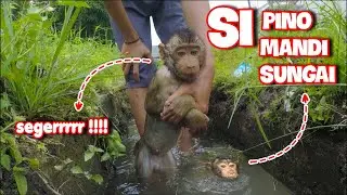 lucu banget anak monyet beruk mandi dan berenang di sungai
