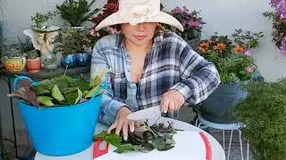 I Did This To My Garden And My Plants Explode With Vibrance | Organic Fertilizer