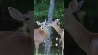 Gentle Deer - Removing Eye Ticks For a Friend   #deer #nature #wildlife