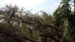 Trumpeter Hornbill (Bycanistes bucinator) Gewone Boskraai crashing against window.