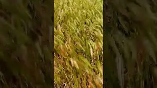 🍃Wind in the Weeds🍃 #shorts #nature #camping #australia #weather #amazing #music #wow #shortsfeed
