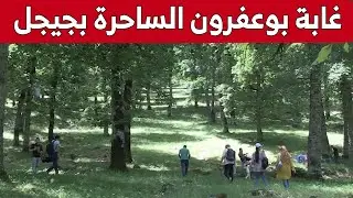 غابة بوعفرون بجيجل.. قبلة لعشاق الطبيعة ومحبي الإستجمام.. شاهد: