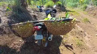 Banana  | lacatan