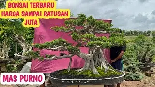 STOK BANYAK‼️HARGA RATUSAN RIBU SAMPAI RATUSAN JUTA📞 0857-3333-6888@JeckpaeyBonsai91 