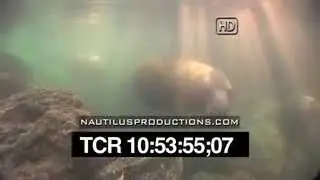 Manatee Parade Crystal River, FL Nautilus Productions HD Stock Footage Video