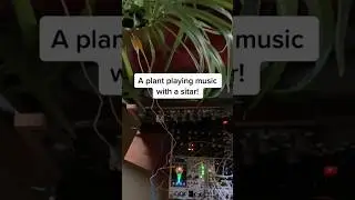 Modern Biology - Plant Plays Music with Sitar?! plant transmissions #music #shorts #synth #sitar