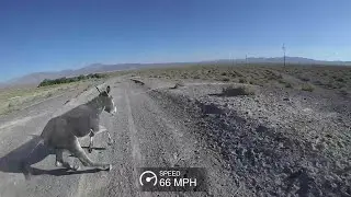 Hitting A Donkey Wide Open On A Motorcycle!! 2019 Vegas to Reno