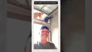 popmie rasa kucing ireng