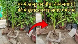 घर में खजूर का पौधा कैसे लगाएं ? फ्री में छुहारे का पेड़ लगाएं गमले में || How to report Date Palm 🌴