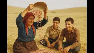 Nomadic Life in Iran | Traditional Pinto Beans Harvest (Rare Old Method)