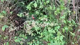 Forsythia to flowering quince blooms