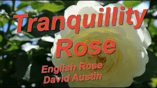 Tranquillity Rose, English Rose, David Austin