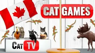 Кошачьи игры | Уютный канадский отдых Ларри Ящерицы 🦎🏒❄️ 🇨🇦 | Кошачье ТВ для кошек 😻